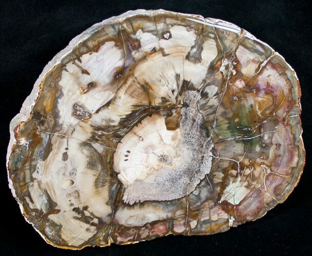 Beautiful Araucaria Petrified Wood Slice - #9571